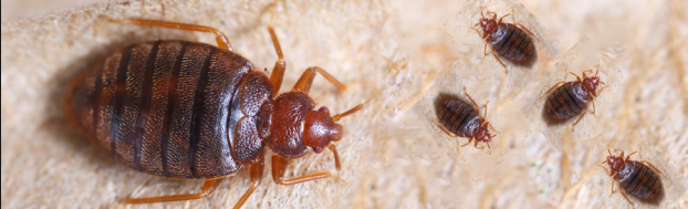 Very Small Red Bug In Bed - Tiny Bugs In Bed Not Bed Bugs